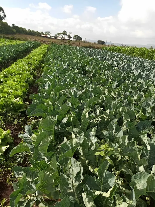 Munyaka Farm Overview