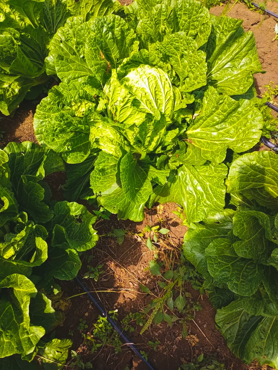 Chinese Cabbage
