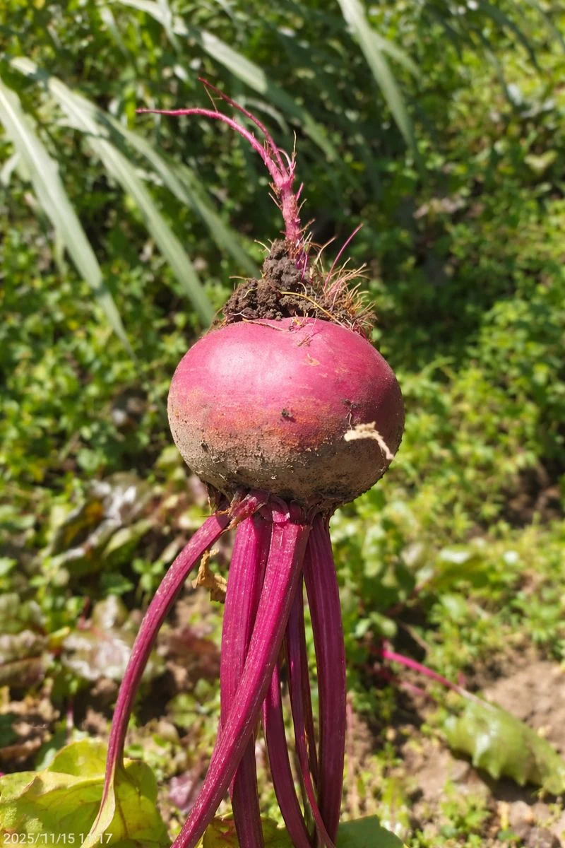 Beetroot